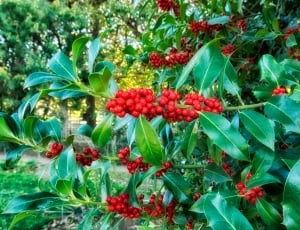 red berries plant thumbnail