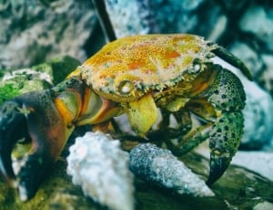 yellow and black crab thumbnail