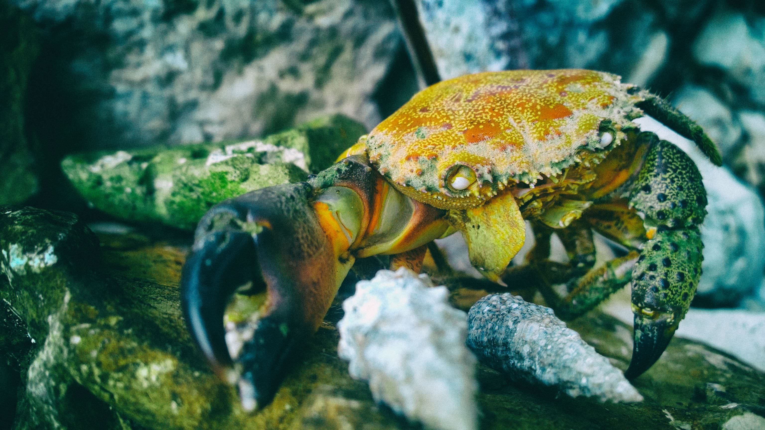 yellow and black crab