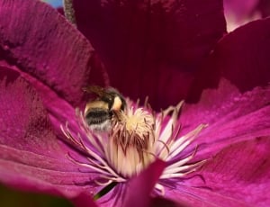 purple petal flower with bee thumbnail