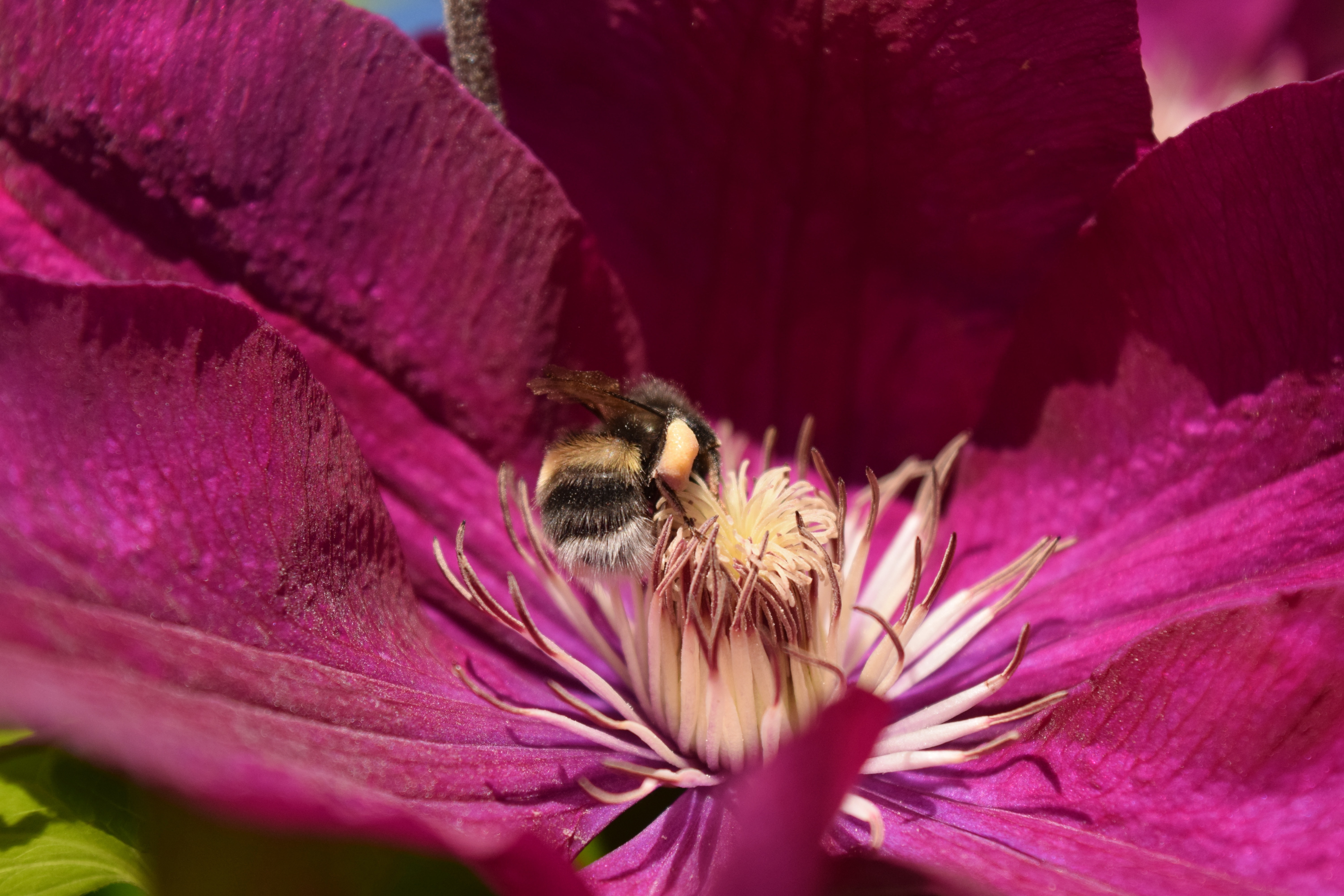 purple petal flower with bee