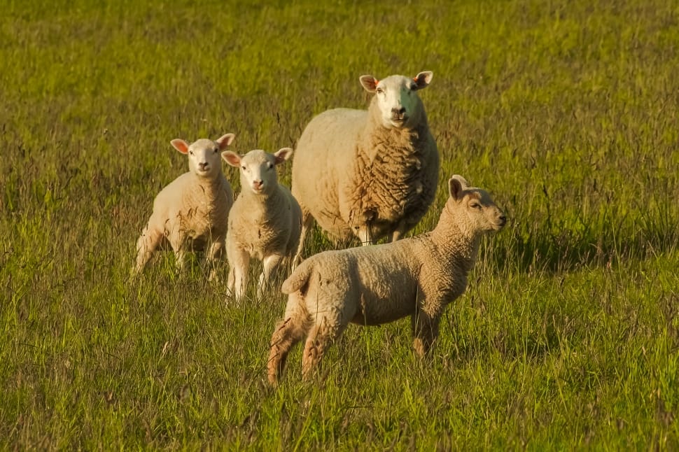 four sheep on green grass field during daytime preview