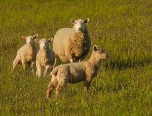 four sheep on green grass field during daytime thumbnail