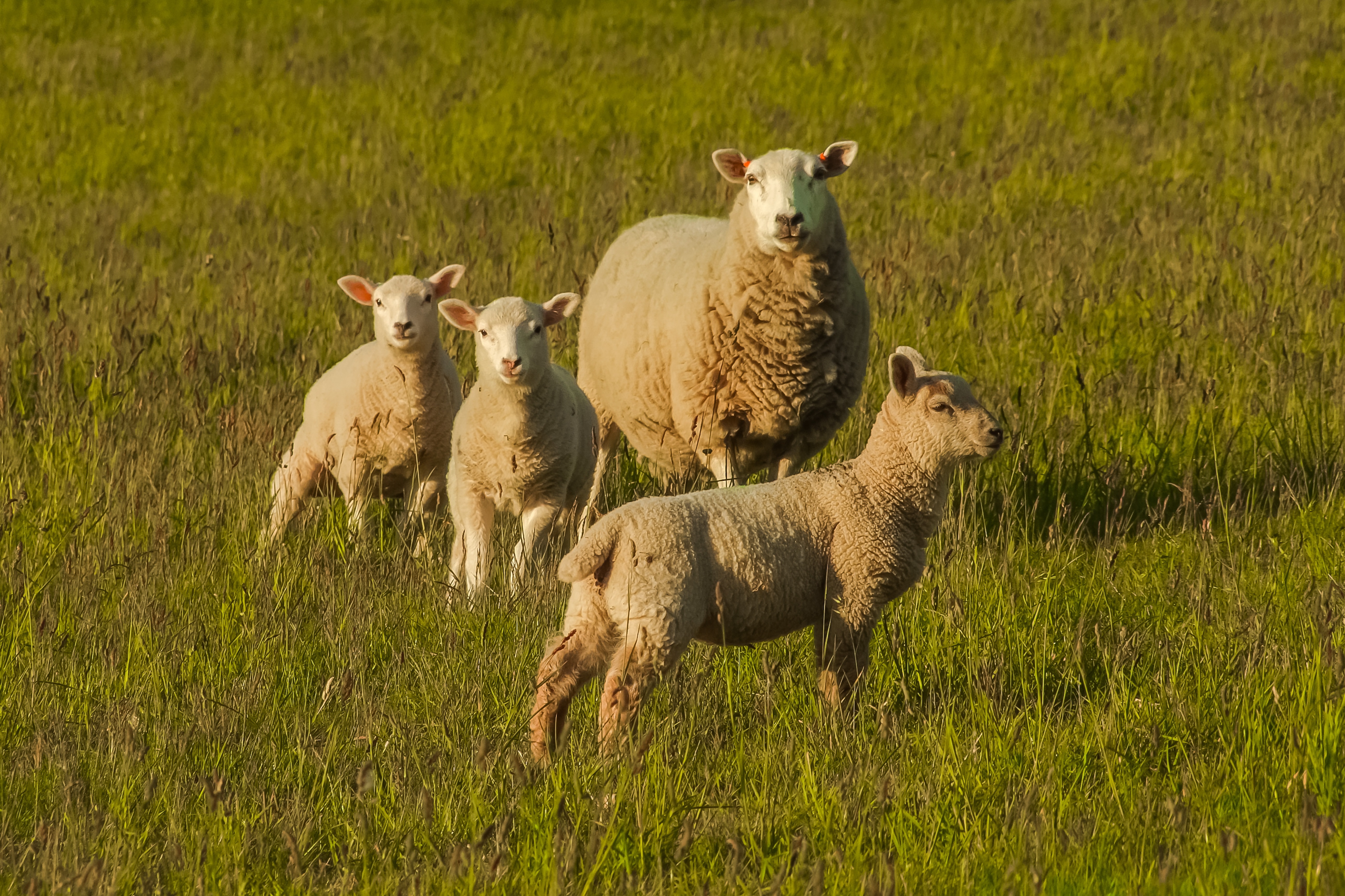 four sheep on green grass field during daytime
