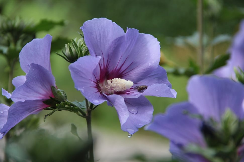 purple petal flower preview