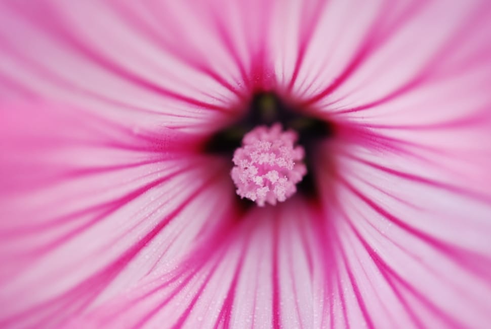 macro shot of pink petaled flower preview