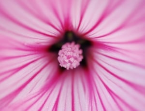 macro shot of pink petaled flower thumbnail
