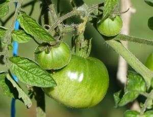 Tomato, Green Tomato, Fruit, leaf, green color thumbnail
