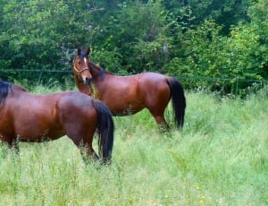 pair of black and brown horses thumbnail