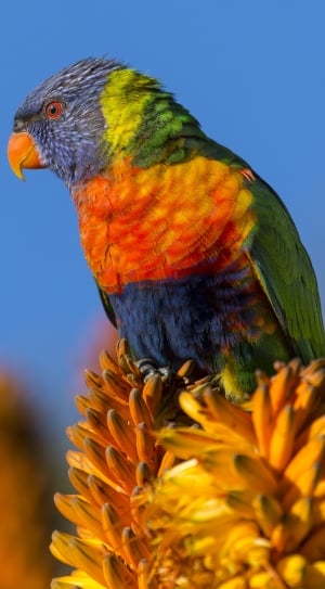 blue red and green parrot thumbnail