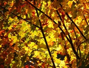 closeup photo of maple tree thumbnail