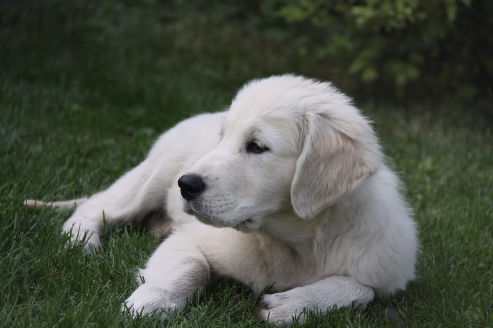 White Short Coated Haired Medium Sized Dog Free Image Peakpx