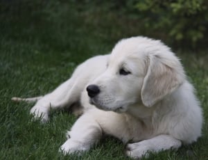 white short coated haired medium sized dog thumbnail