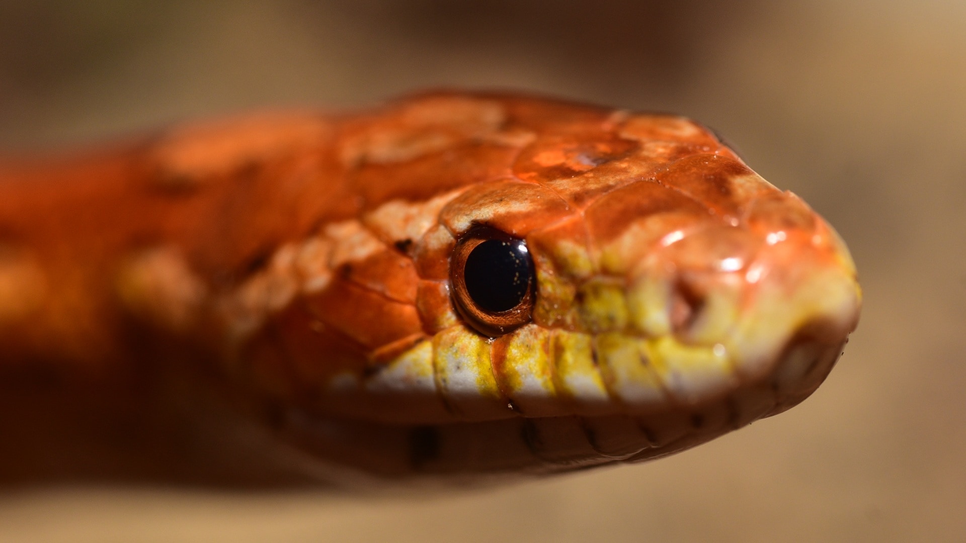 orange reticulated snake