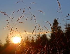 wheat fields thumbnail