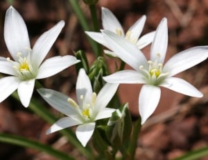 white 6 petaled flowers thumbnail