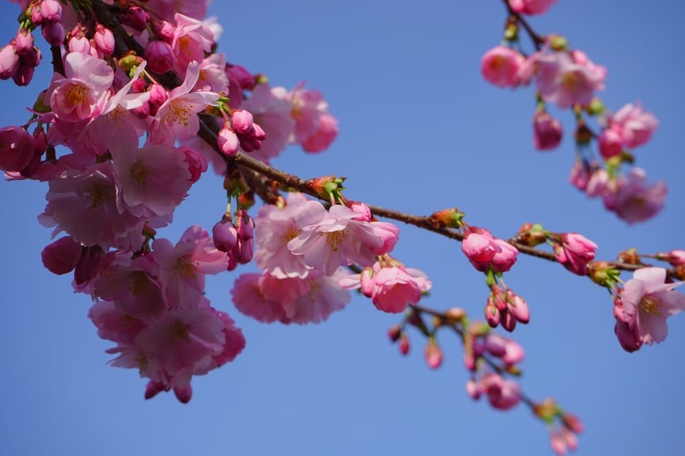 Pink, Japanese Cherry Trees, Flowers, flower, growth preview