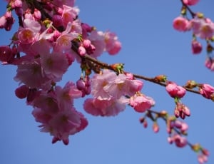 Pink, Japanese Cherry Trees, Flowers, flower, growth thumbnail