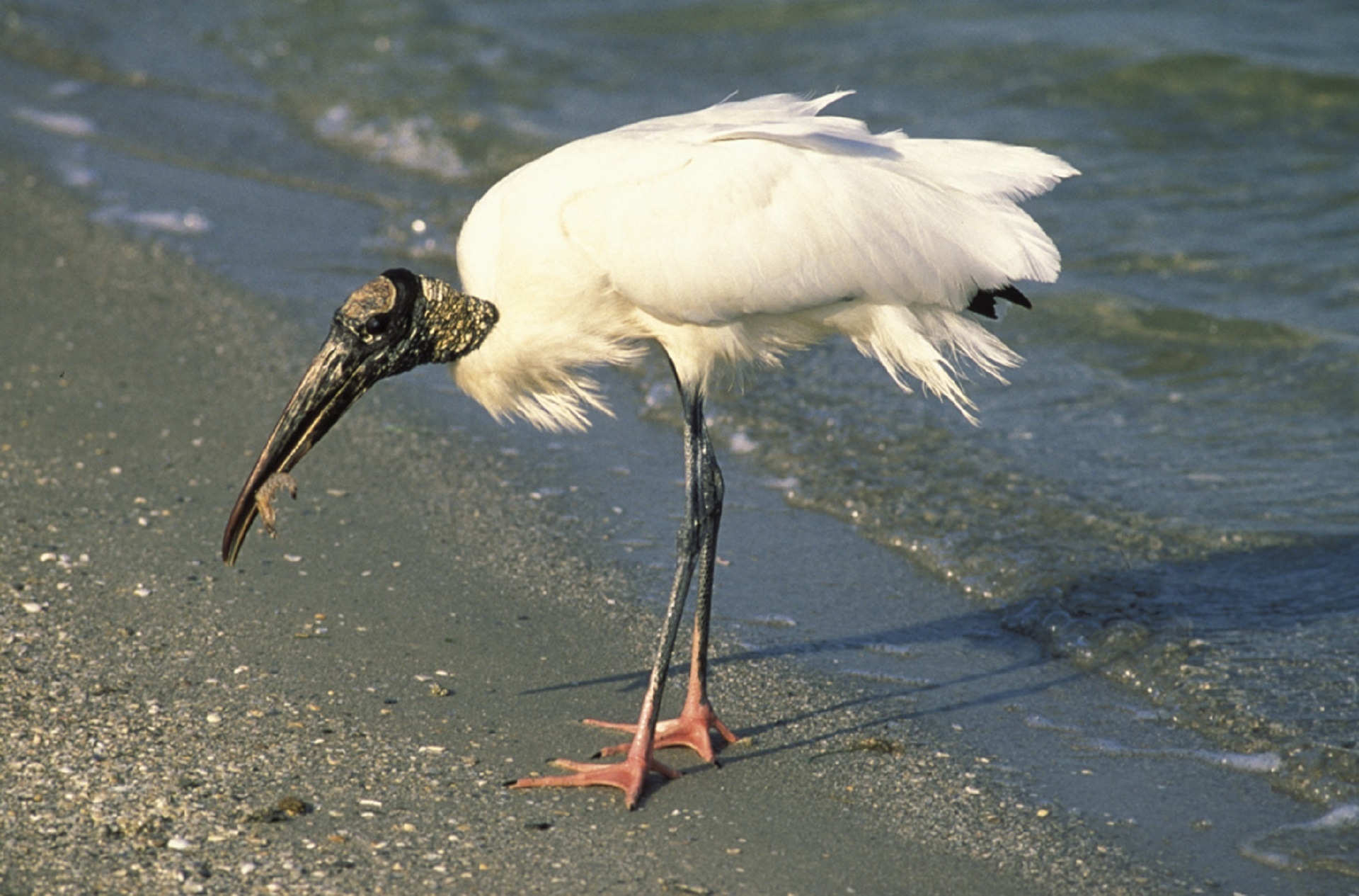 white long beak large bird