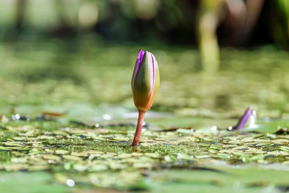 purple and green water lilly bud preview