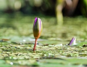 purple and green water lilly bud thumbnail