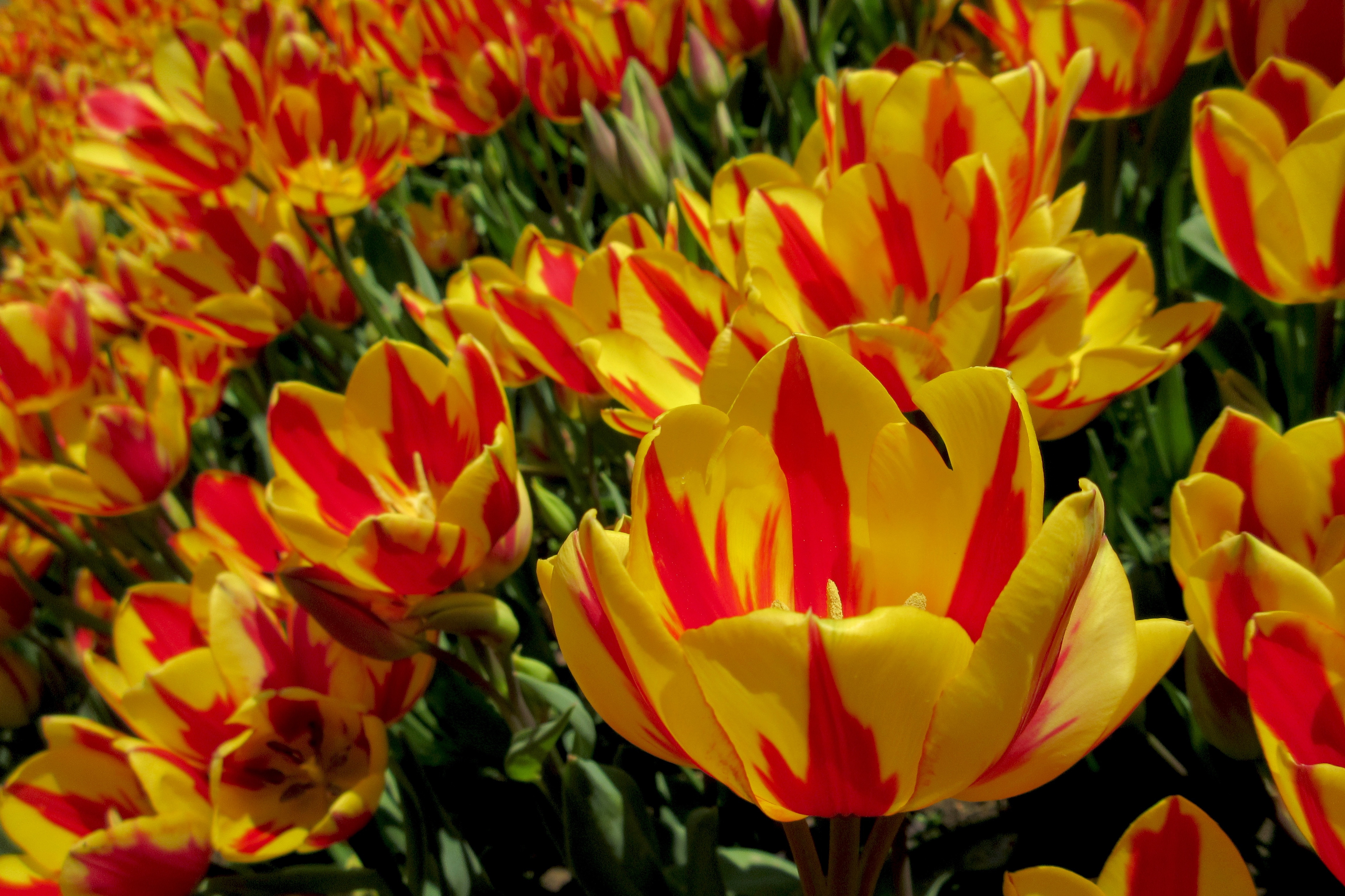 yellow-and-red petaled flowers
