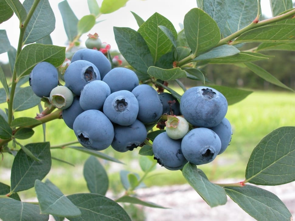 blueberry bunch preview