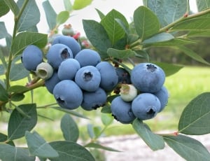 blueberry bunch thumbnail