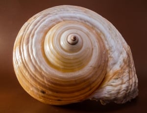 swirl shell thumbnail