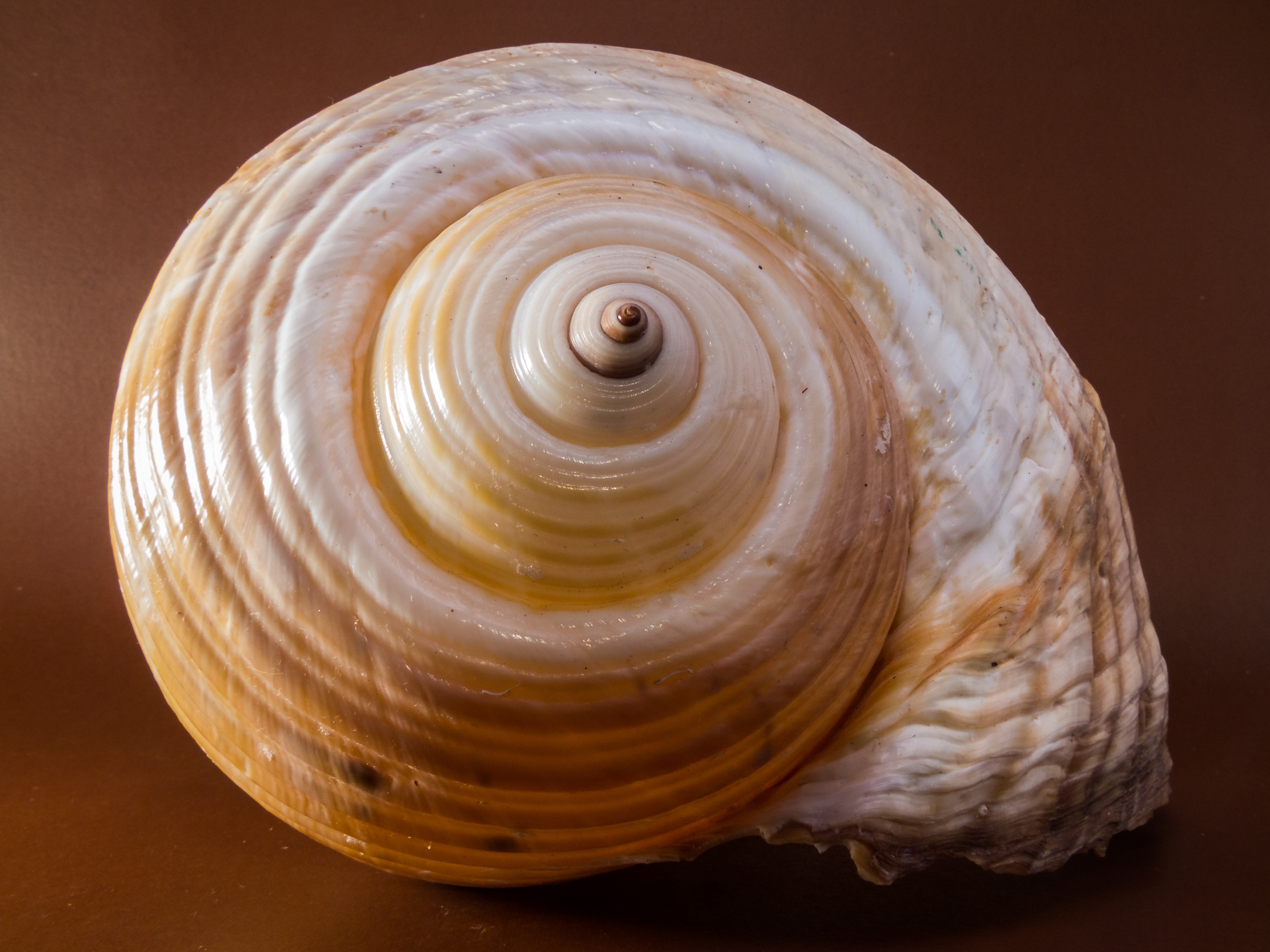 swirl shell