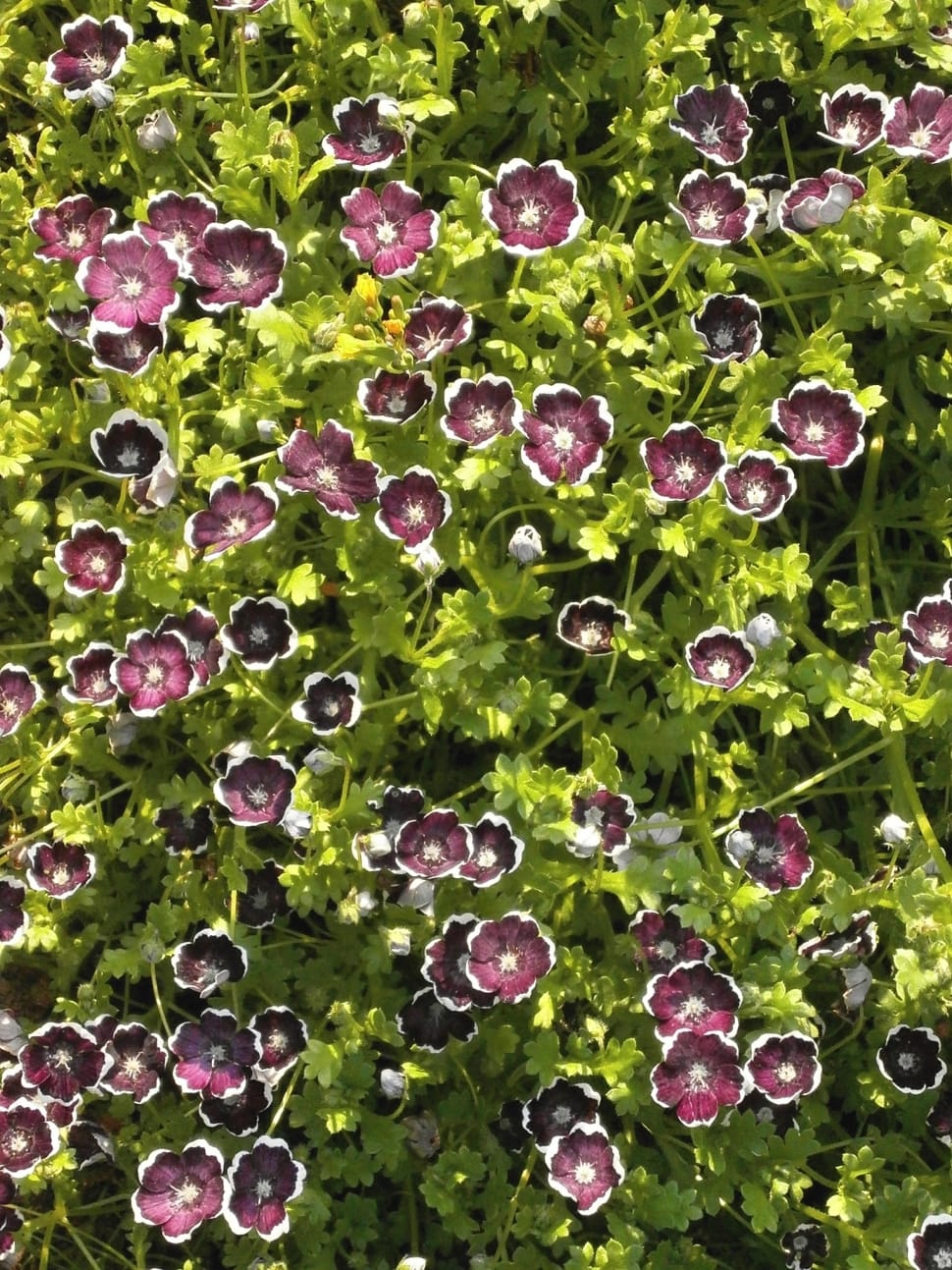 Spring Flowers, Nemophila, Penny Black, vegetable, full frame preview
