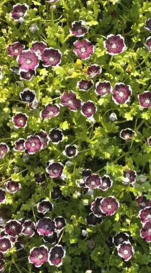Spring Flowers, Nemophila, Penny Black, vegetable, full frame thumbnail