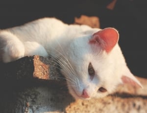 white short fur cat lying on concrete railings during daytime thumbnail