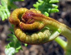 green and brown fern plant thumbnail
