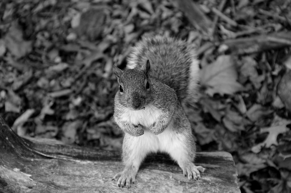 grey scale photo of squirrel preview