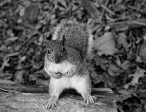 grey scale photo of squirrel thumbnail