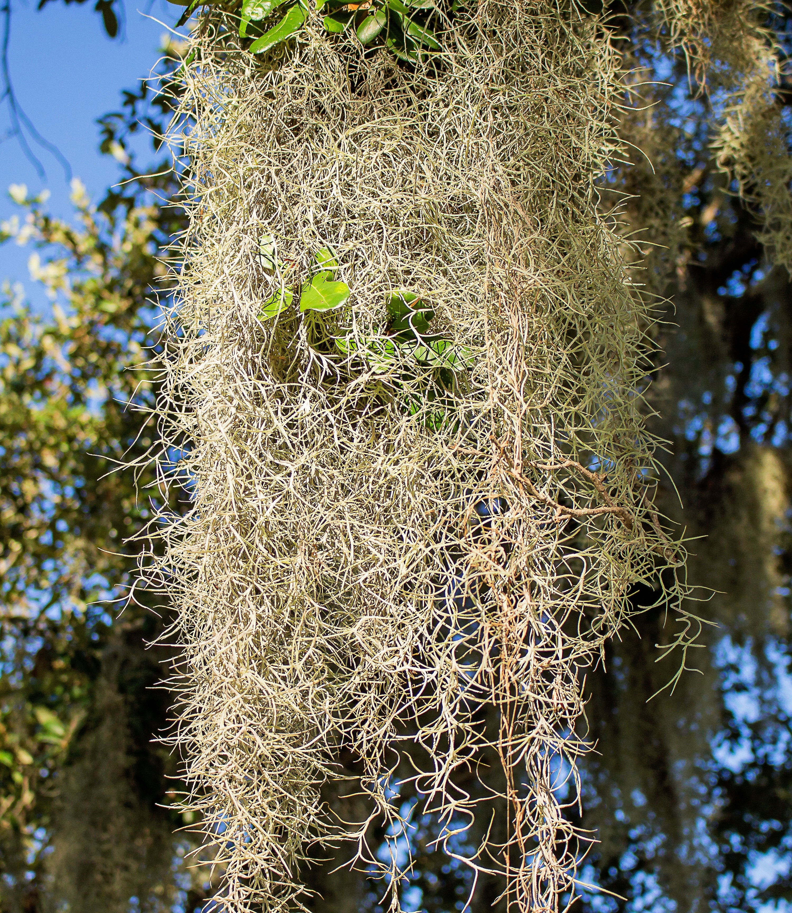 brown hanging plant