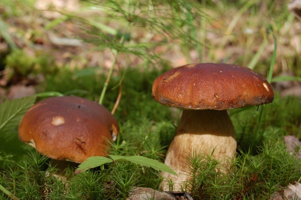 close up photography of two brown mushrooms during daytime preview