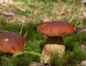 close up photography of two brown mushrooms during daytime thumbnail