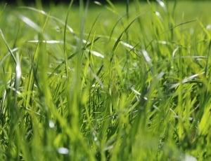 Spring, Grass, Green, Green Grass, grass, green color thumbnail