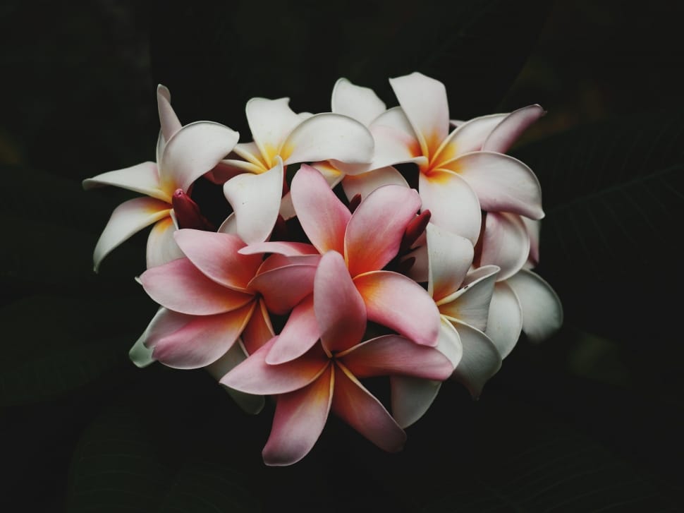 white and pink plumeria flowers preview