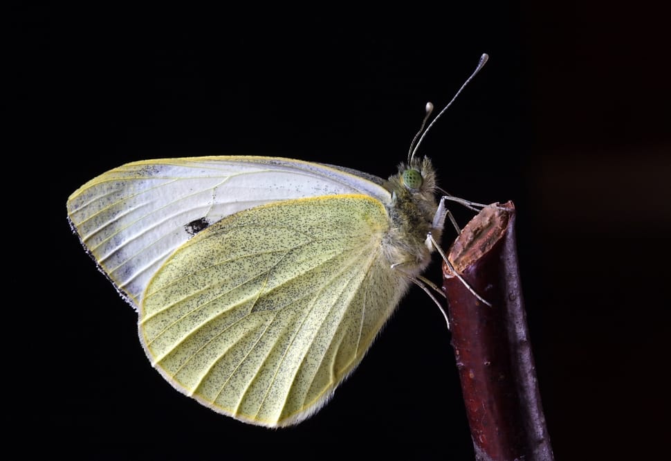 yellow and white butterfly preview