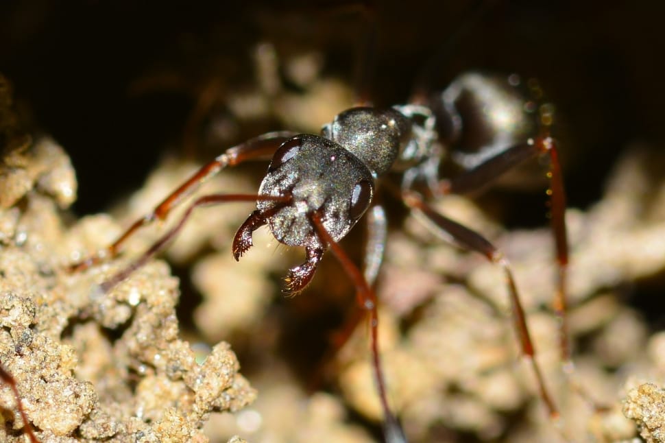 brown ant preview