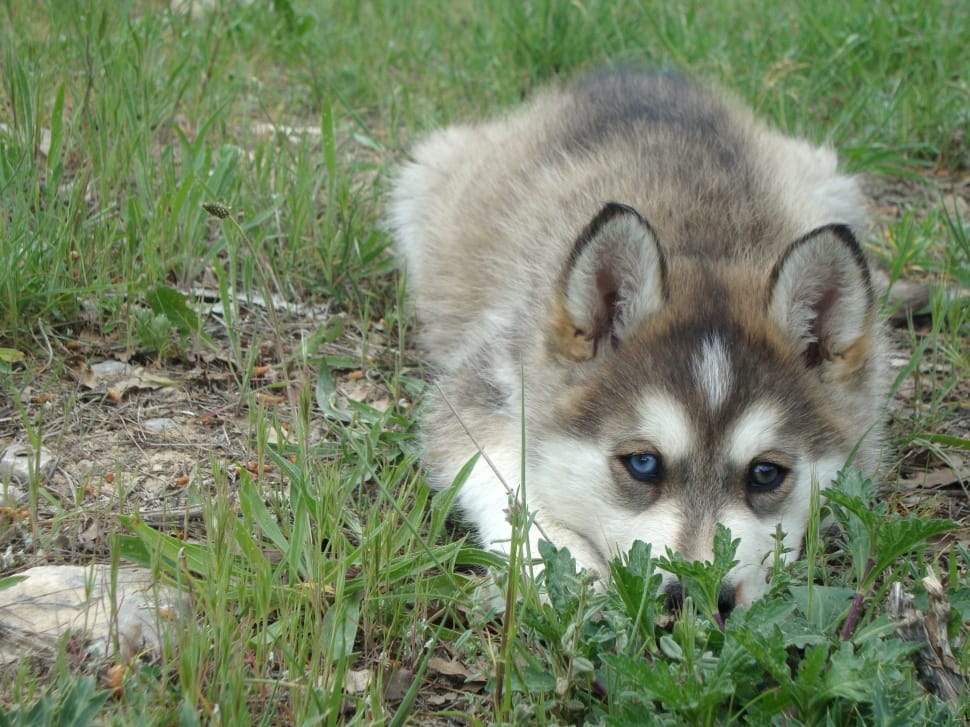 tan and white Siberian Husky lying on ground filled with grass preview