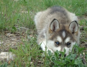 tan and white Siberian Husky lying on ground filled with grass thumbnail