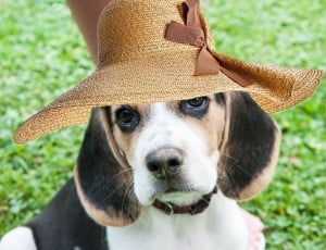 tricolor beagle thumbnail