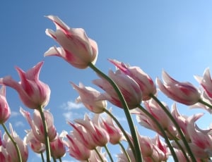 a picture of pink-and-white petaled flower filed during daytime thumbnail