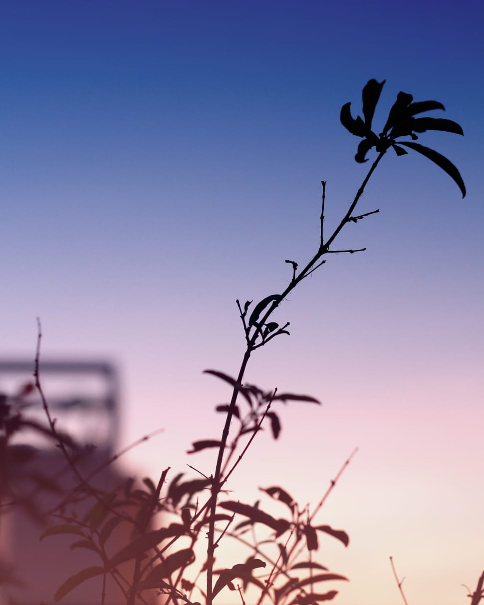 silhouette of plant twig at dawn preview