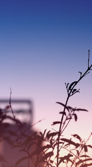 silhouette of plant twig at dawn thumbnail