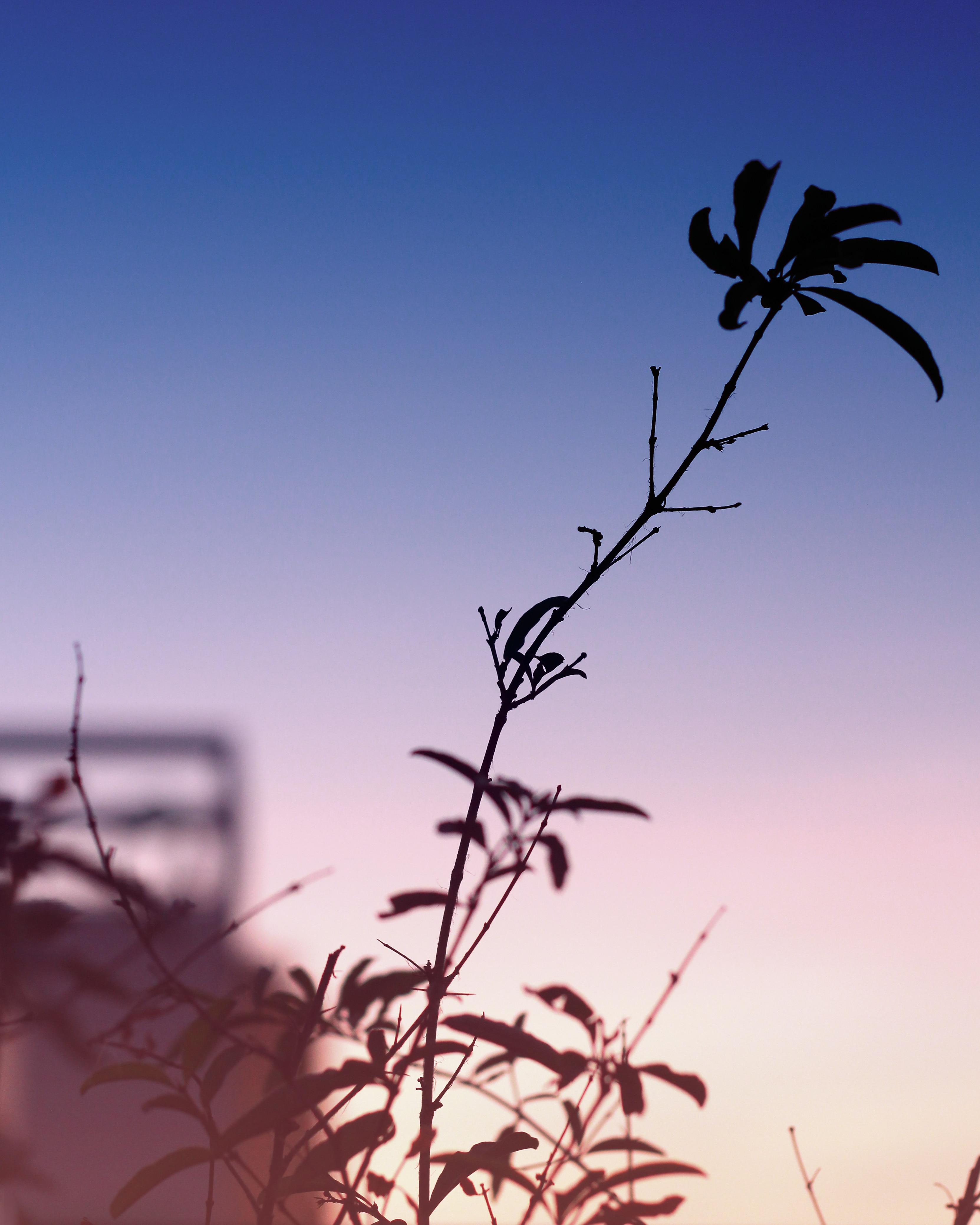 silhouette of plant twig at dawn